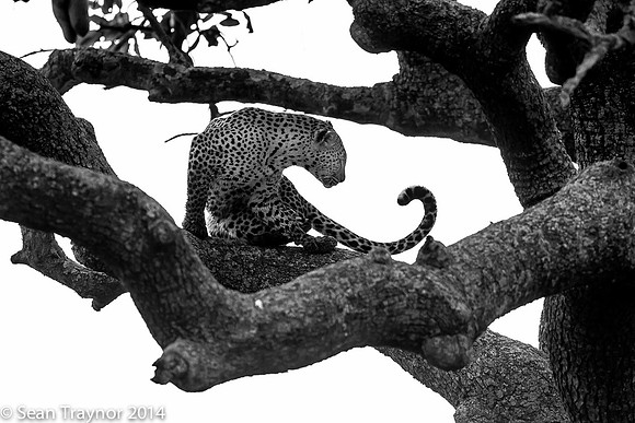 2014 Tanzania Leopards-140