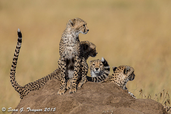 Serengeti Cheetahs