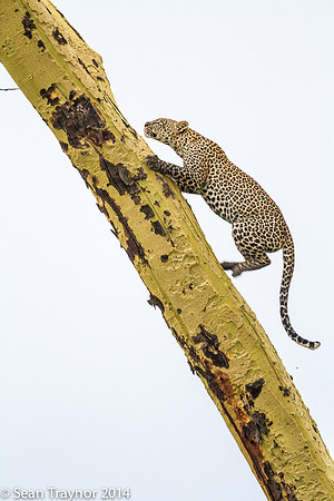 2014 Tanzania Leopards-121