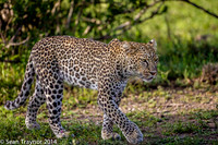 2014 Tanzania Leopards-108
