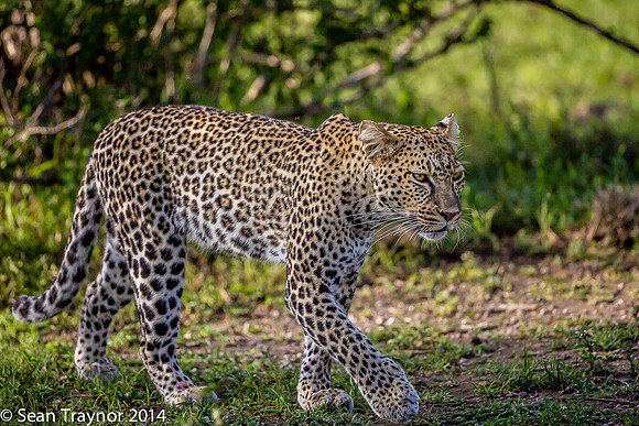 2014 Tanzania Leopards-108