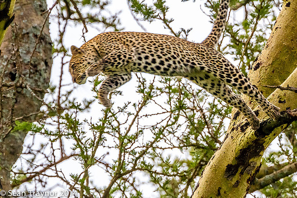 2014 Tanzania Leopards-137