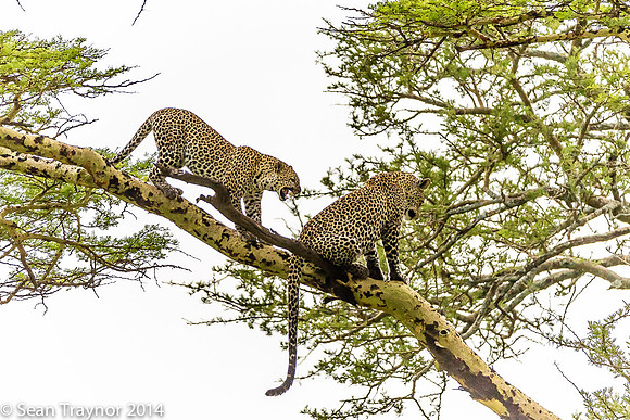 2014 Tanzania Leopards-126