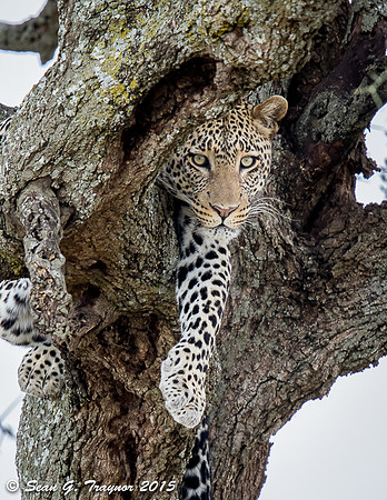 Serengeti Leopards