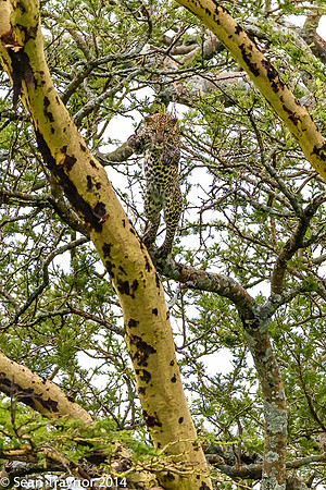 2014 Tanzania Leopards-135