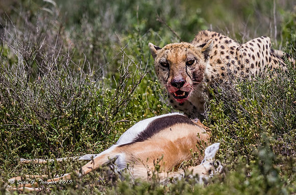 Cheetahs of the Serengeti
