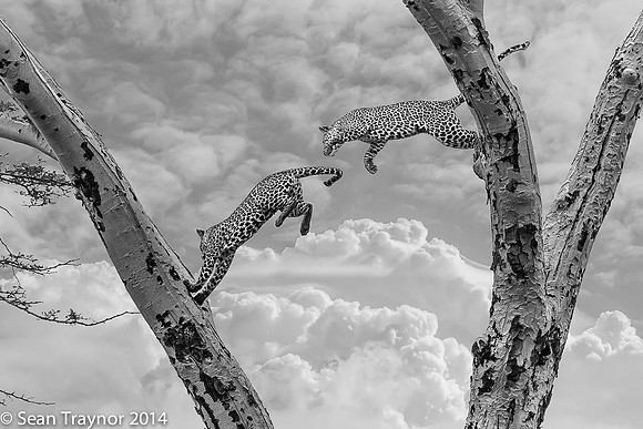 2014 Tanzania Leopards-123