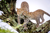 2014 Tanzania Leopards-130