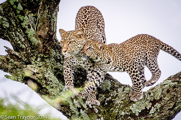2014 Tanzania Leopards-130