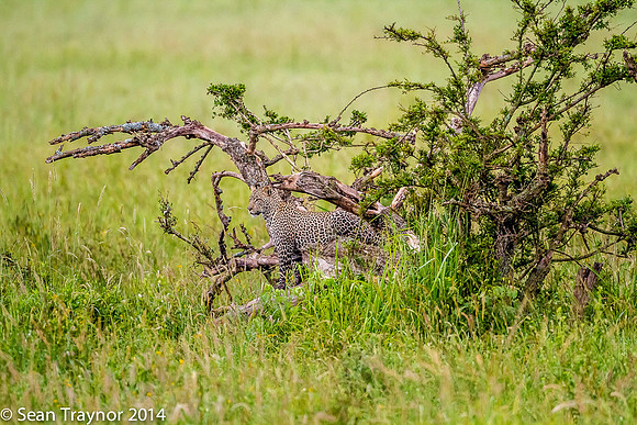 2014 Tanzania Leopards-103