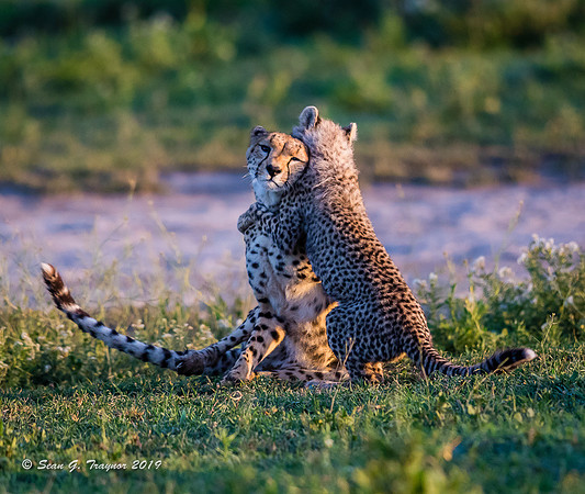 Cheetahs of the Serengeti