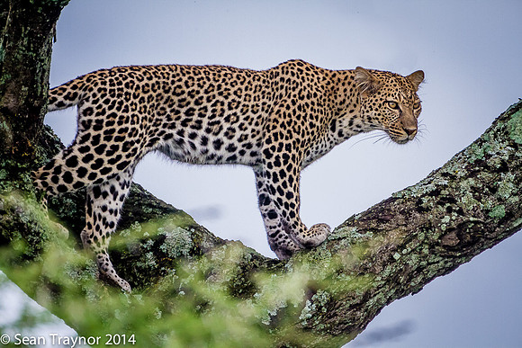 2014 Tanzania Leopards-132