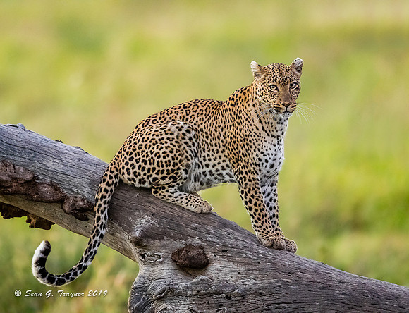 Leopards of the Serengeti