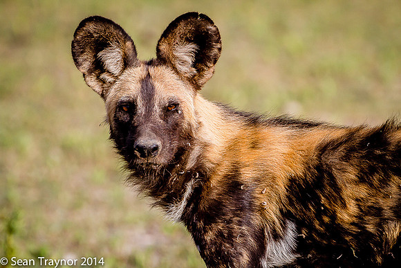 Tanzania-2014  Wildlife-174