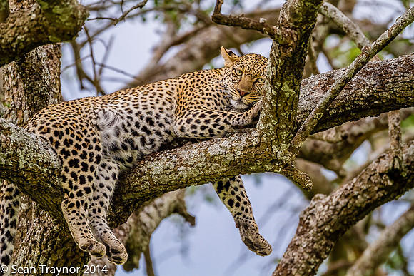 2014 Tanzania Leopards-138