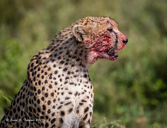 Cheetahs of the Serengeti