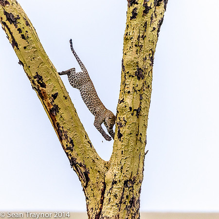 2014 Tanzania Leopards-127
