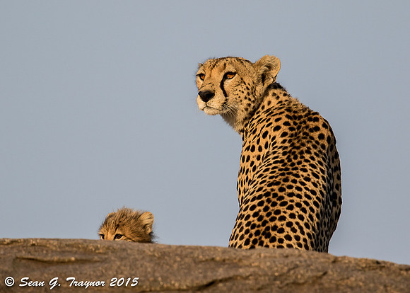 Serengeti Cheetahs