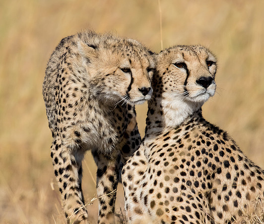 Serengeti Cheetahs