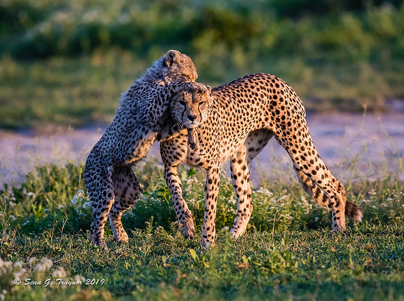 Cheetahs of the Serengeti