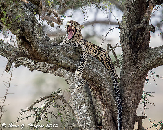 Serengeti Leopards
