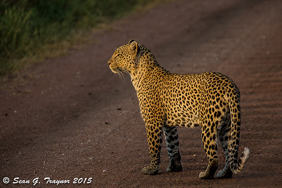 Serengeti Leopards