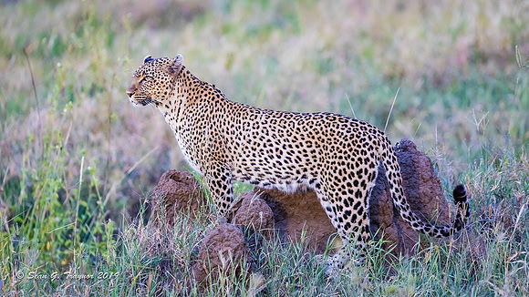 Leopards of the Serengeti