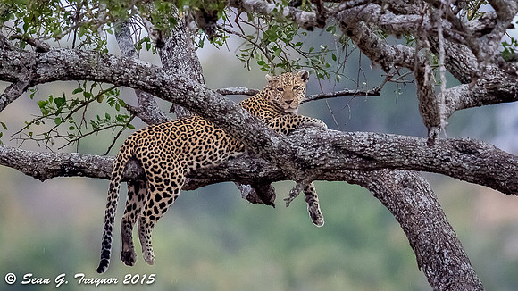 Serengeti Leopards