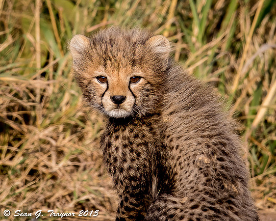 Serengeti Cheetahs