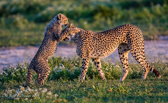 Cheetahs of the Serengeti