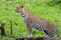 2014 Tanzania Leopards-113