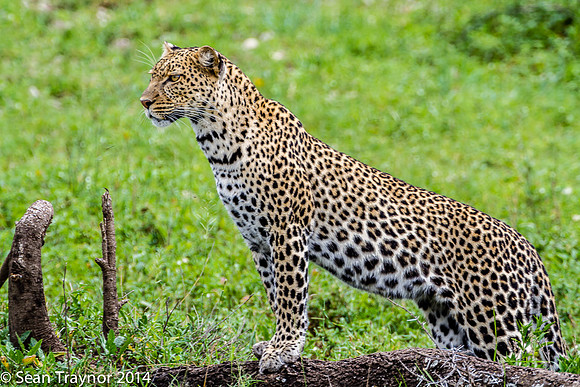 2014 Tanzania Leopards-113