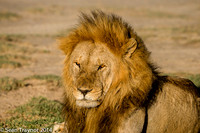 Tanzania Lions