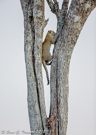 Serengeti Leopards