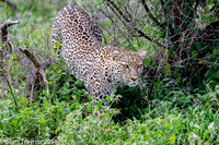 2014 Tanzania Leopards-110