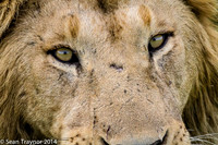 Tanzania Lions