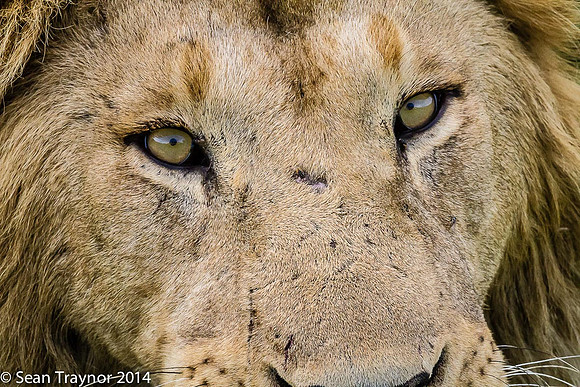 Tanzania Lions