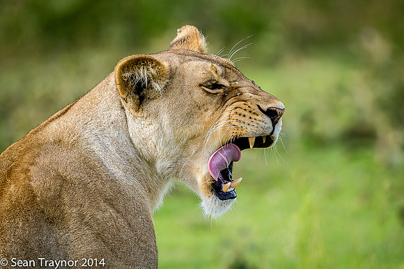 Tanzania Lions