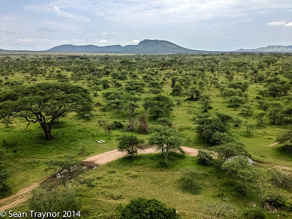 2014 Tanzania Leopards-100