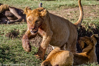 Tanzania Lions