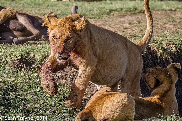 Tanzania Lions