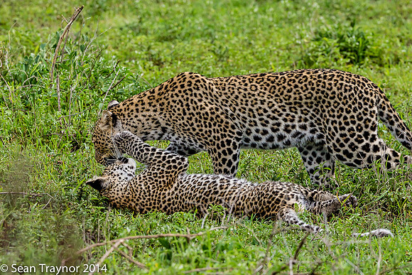 2014 Tanzania Leopards-112