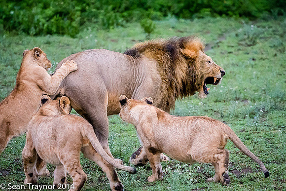 Tanzania Lions