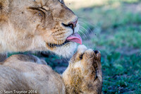Tanzania Lions