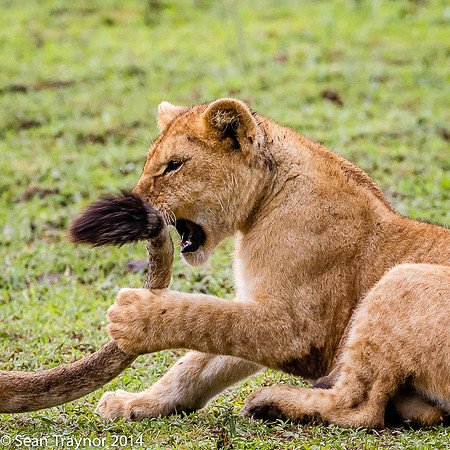 Tanzania Lions