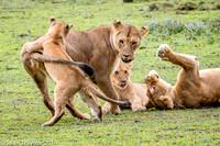 Tanzania Lions