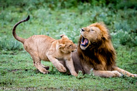 Tanzania Lions
