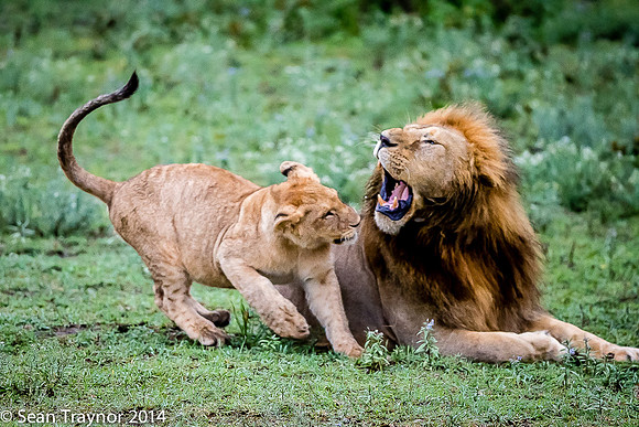 Tanzania Lions
