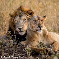 Serengeti Lions