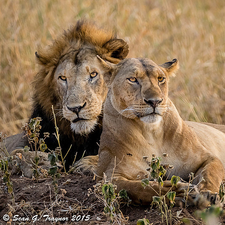 Serengeti Lions